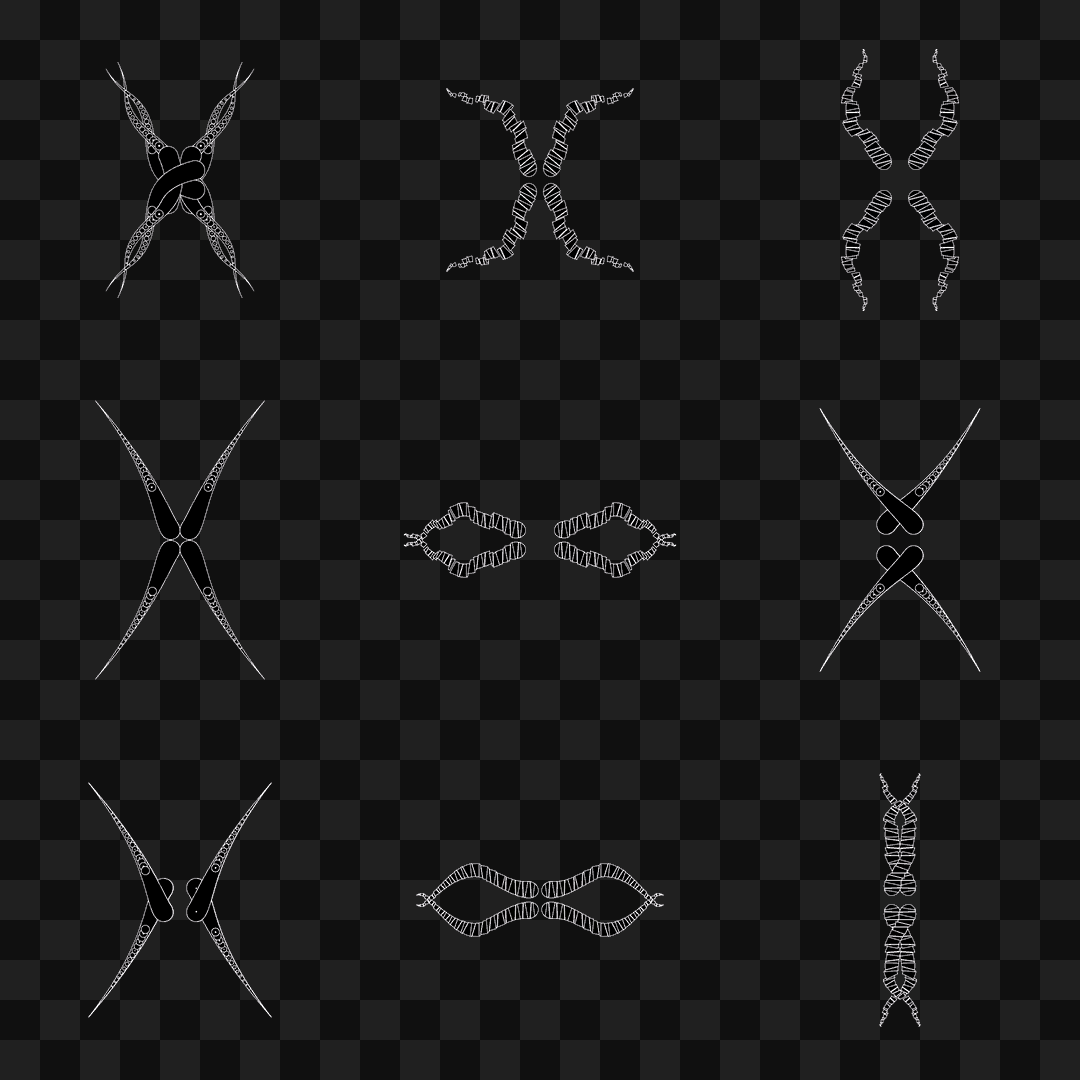 Thin sym wingset asset pack / 19 loops