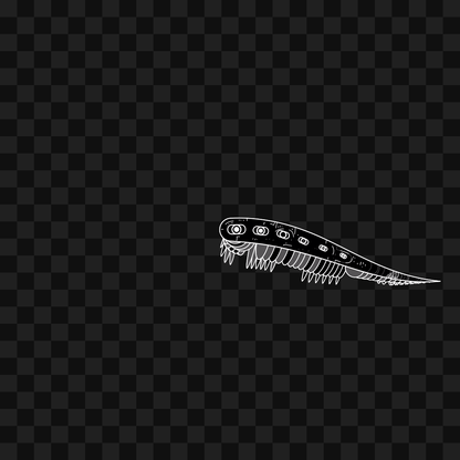 Frag wing asset bundle / 116 loops
