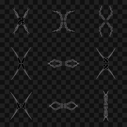 Thin sym wingset asset pack / 19 loops