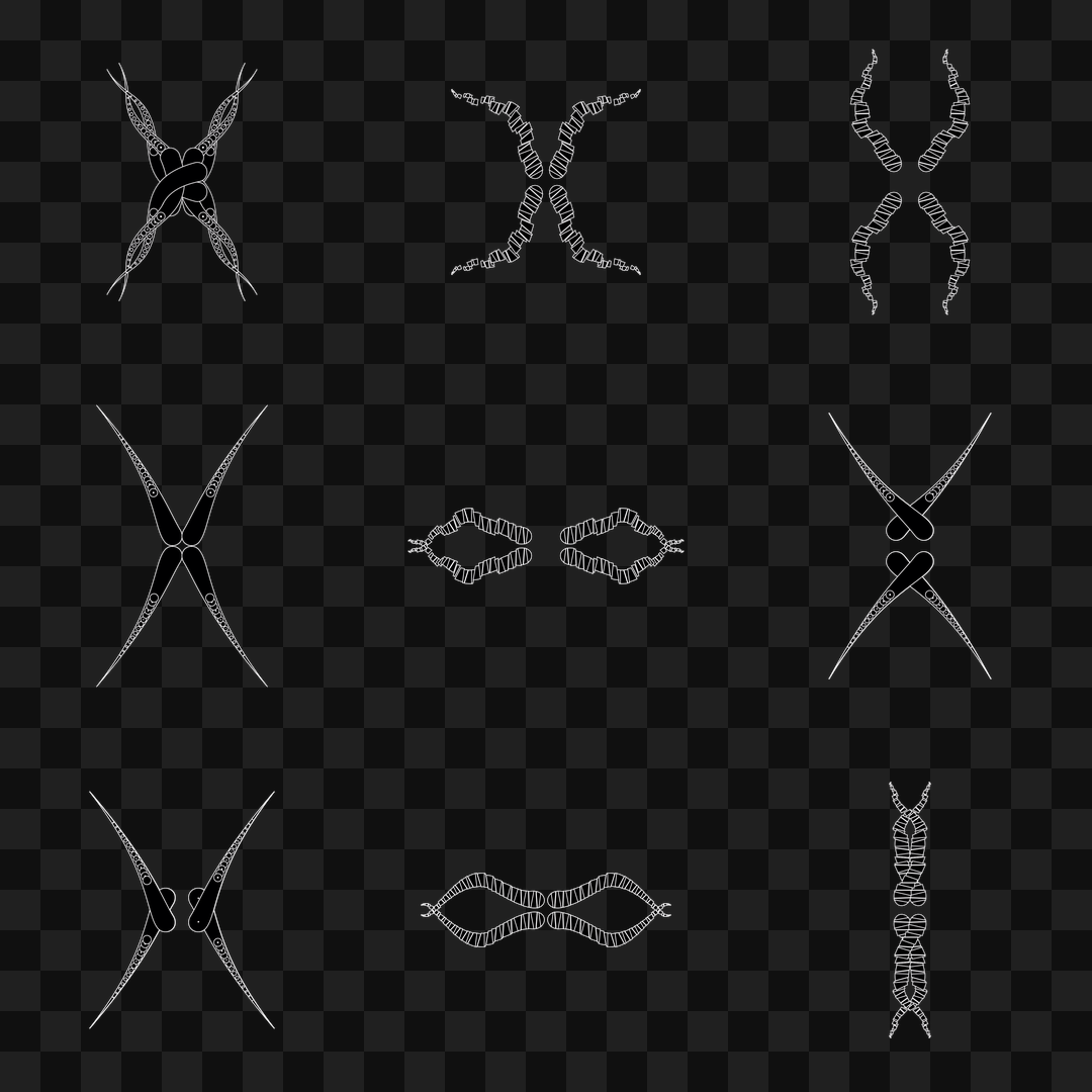 Thin sym wingset asset pack / 19 loops