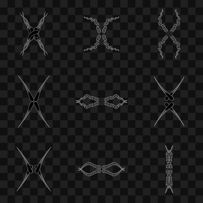 Thin sym wingset asset pack / 19 loops
