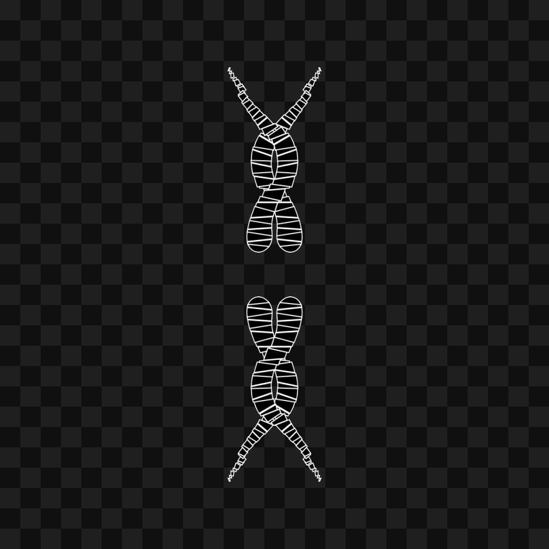 Thin sym wingset asset pack / 19 loops